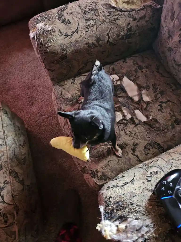 A small black dog with a white-tipped tail sits on a heavily chewed, patterned couch, holding a yellow plush banana toy in…