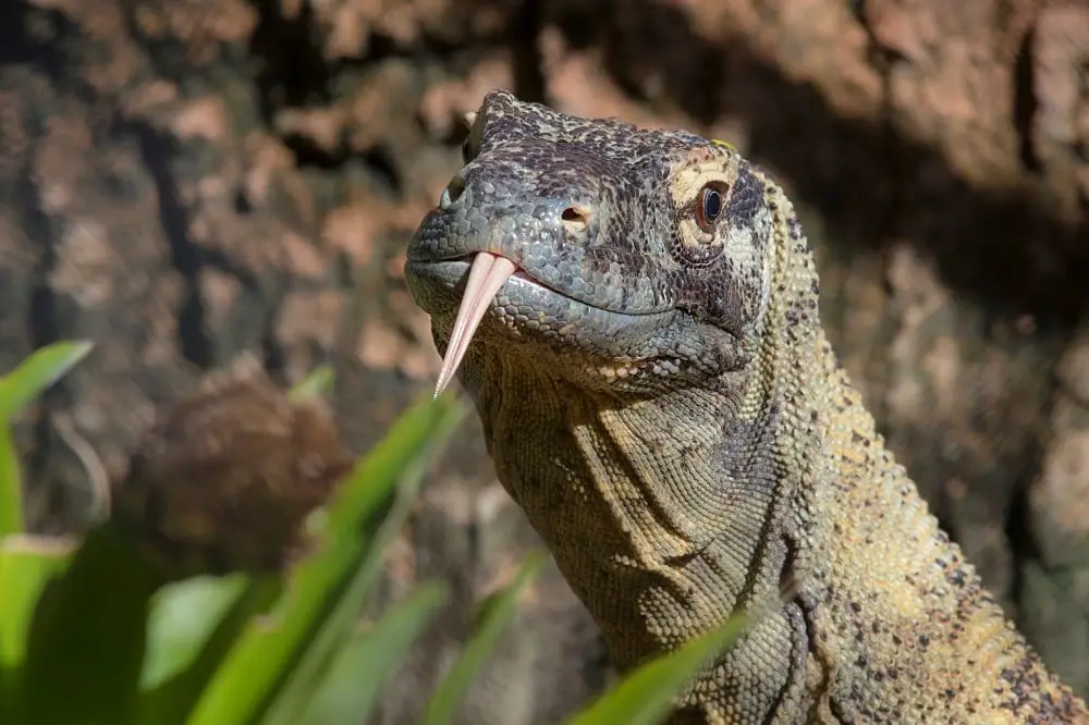 A close-up photo of a Komodo dragon with its forked tongue extended, set against a blurred natural background of rocks and…