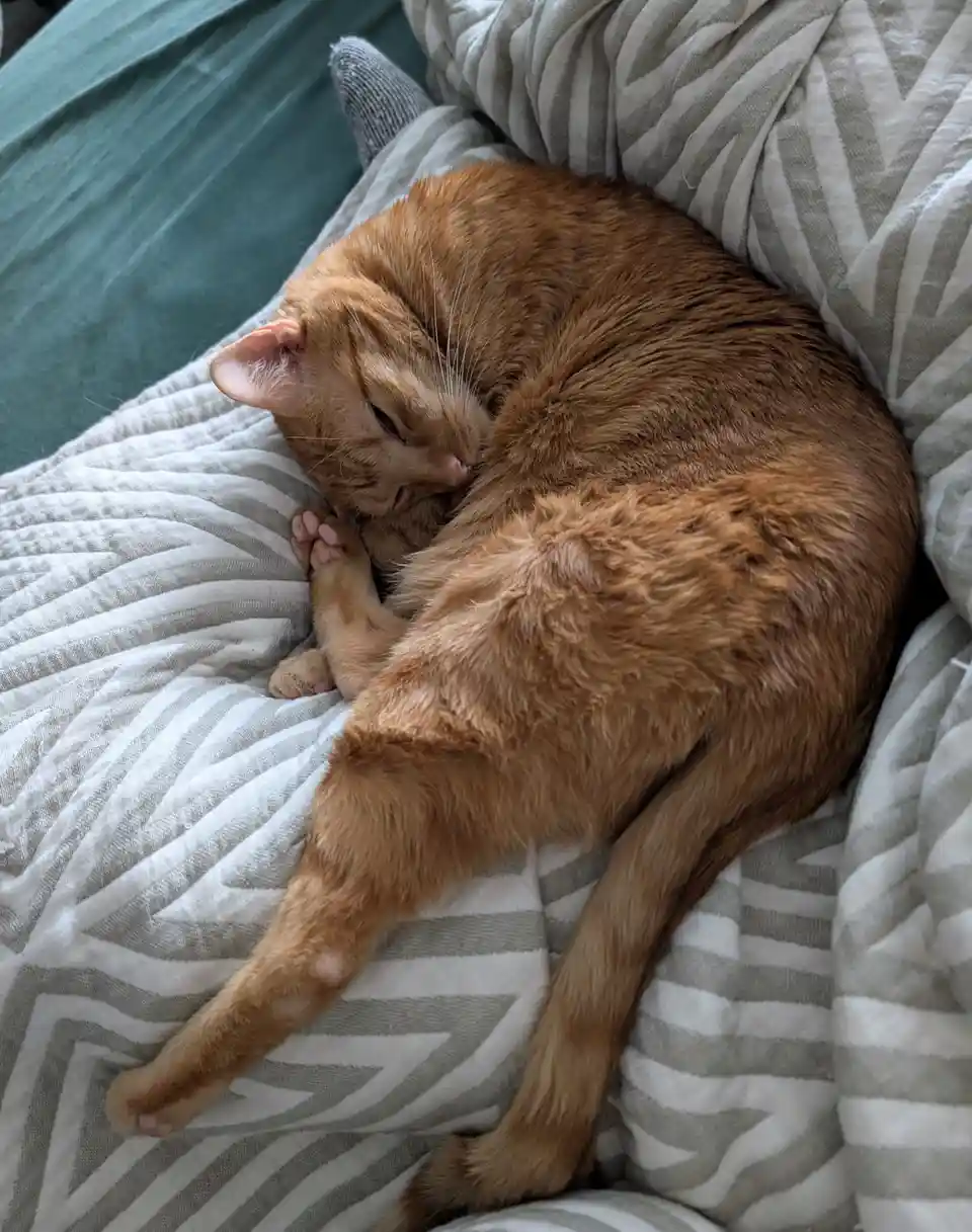 A ginger cat is curled up and sleeping soundly on a striped gray and white blanket, its eyes closed and one paw tucked near…