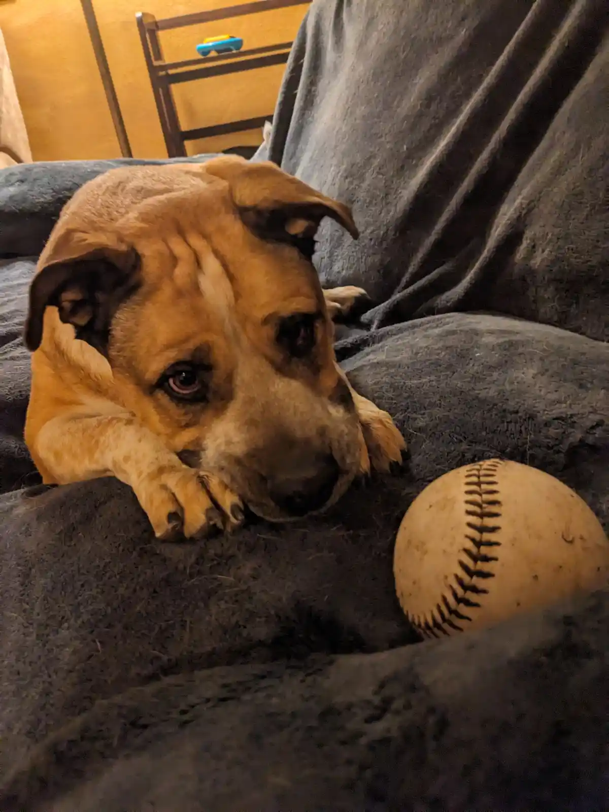 A tan dog with droopy ears and sad eyes rests on a dark gray blanket, looking dejectedly at a baseball lying beside it. The…