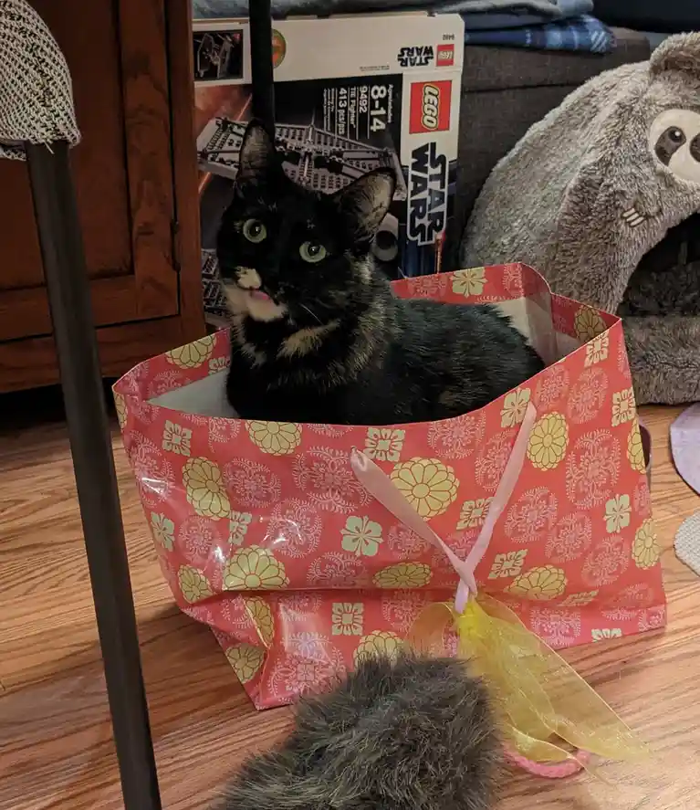 A black and white cat with green eyes sits inside a red and yellow floral-patterned gift bag, looking directly at the camera…