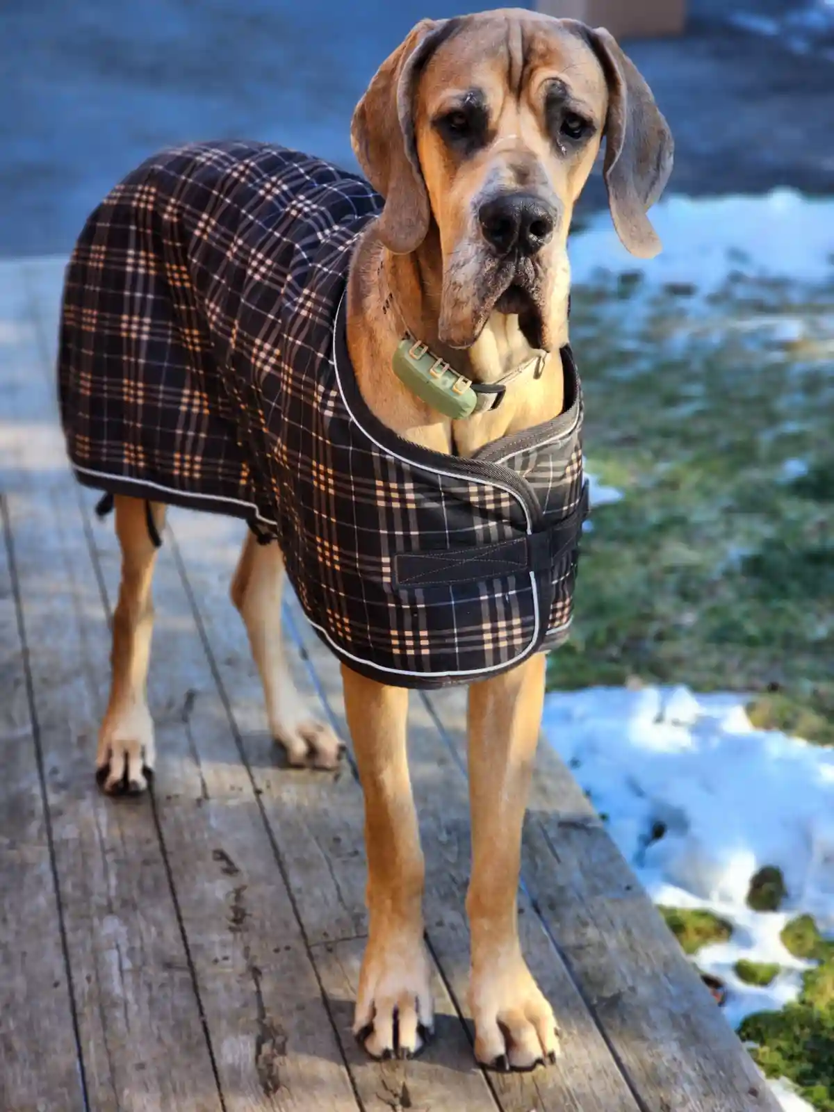 A large, sad-looking brown dog wearing a plaid winter coat stands on a wooden deck with snow visible in the background. The…