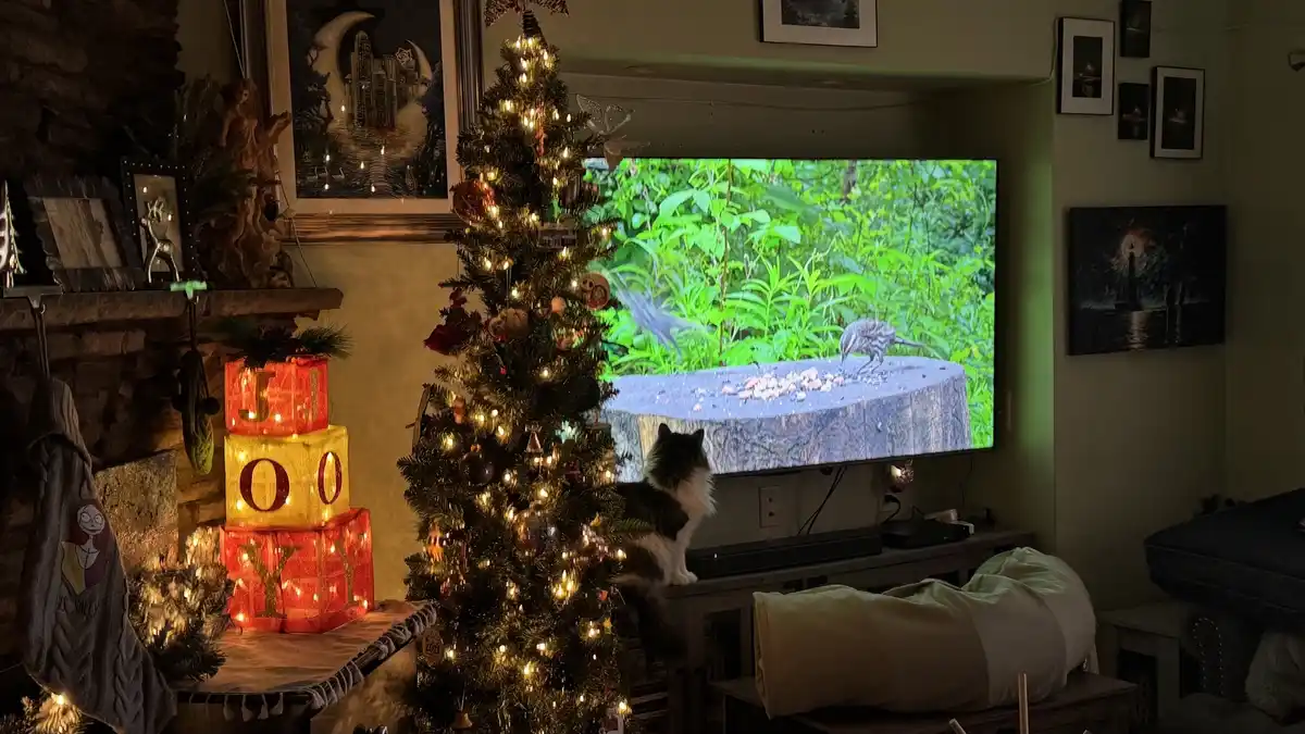 A fluffy black-and-white cat sits on a TV stand in a dimly lit living room, intently watching a television screen displaying…
