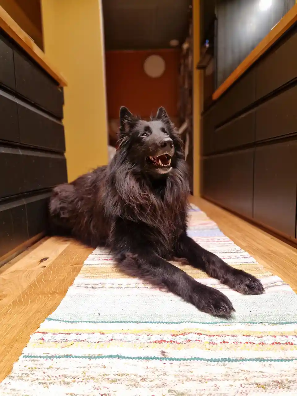 A long-haired black dog with an open mouth and bared teeth lies on a colorful striped rug in a narrow hallway between dark…