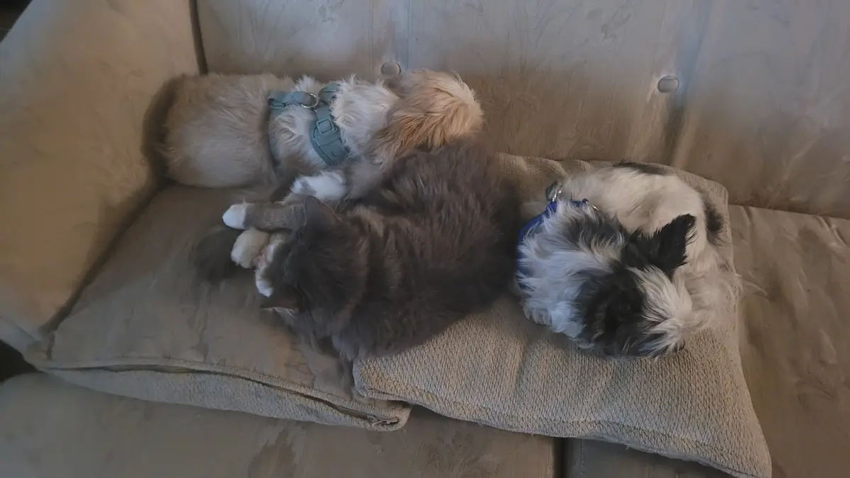 Three furry pets—a fluffy light-brown dog, a grey tabby cat, and a black-and-white dog—are curled up sleeping together on a…
