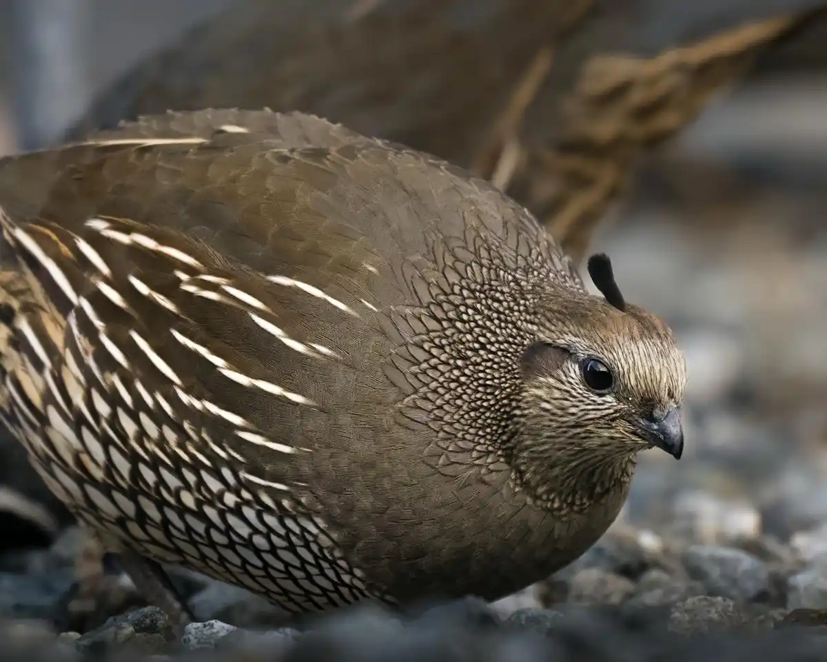 A close-up photograph of a quail with intricate brown and white feather patterns, standing on rocky ground. The bird has a…