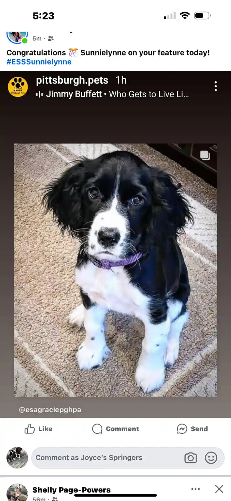 A screenshot of a social media post showing a black and white puppy with floppy ears and a purple collar sitting on a beige…