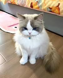 A fluffy, long-haired cat with blue eyes and a light-colored coat sits on a wooden floor, looking directly at the camera…