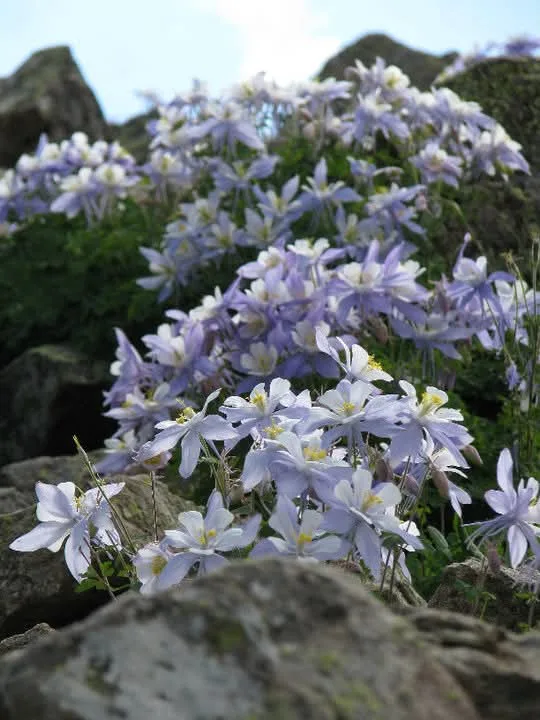 A photo of light purple and white columbine flowers growing among gray rocks in a natural setting. The image has text…