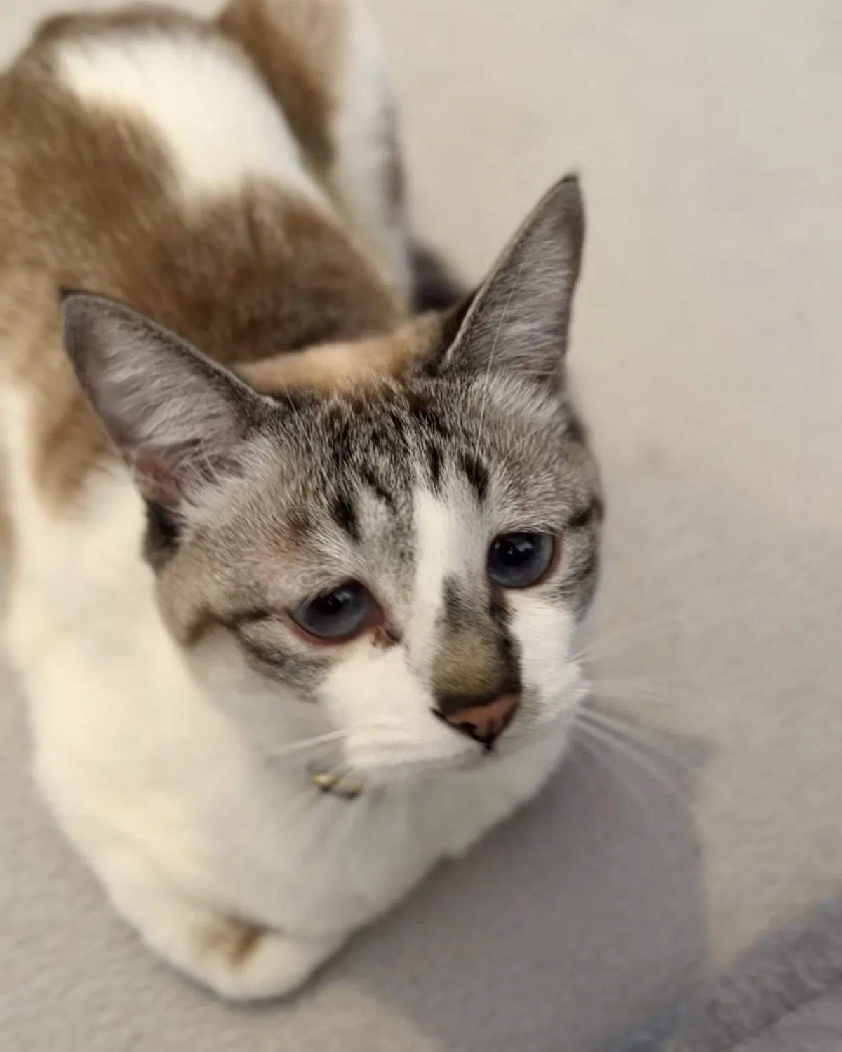 A close-up photo of a brown and white cat with blue eyes looking up at the camera with a slightly dazed or unimpressed…