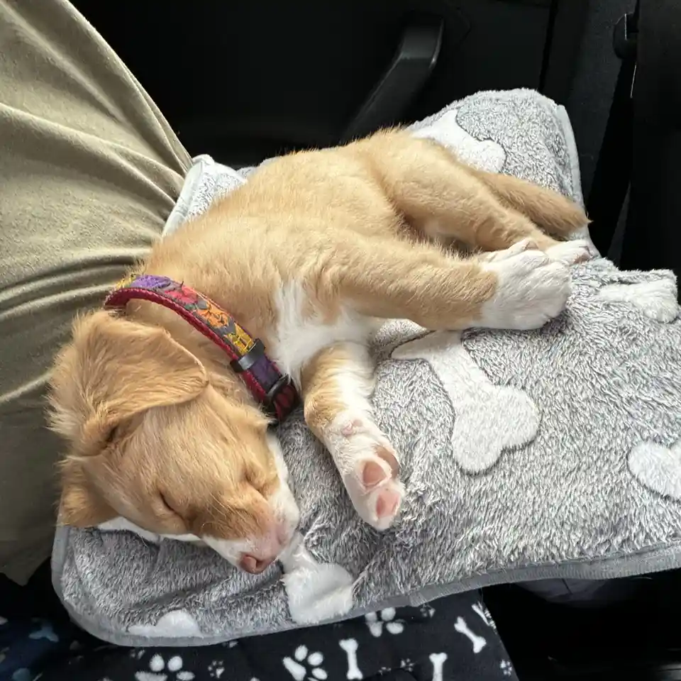 A small, light brown and white puppy with a colorful collar is sleeping soundly on its side atop a grey blanket with white…