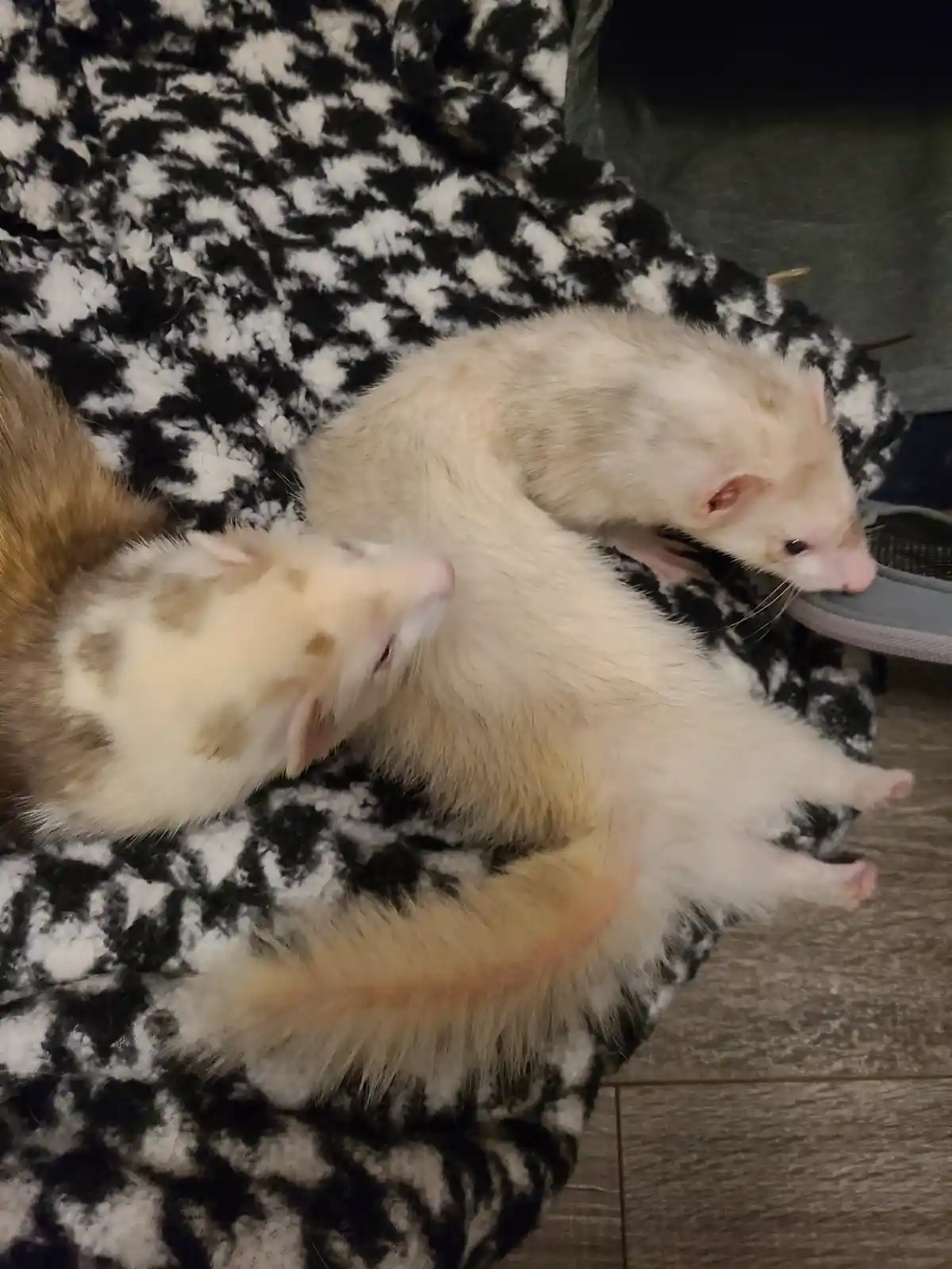 Two ferrets are lying on a black-and-white patterned blanket; one is curled up with its eyes closed, while the other is…