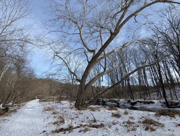 A snowy forest path with bare trees under a blue sky, featuring a large, sprawling tree with many branches. The overlaid…