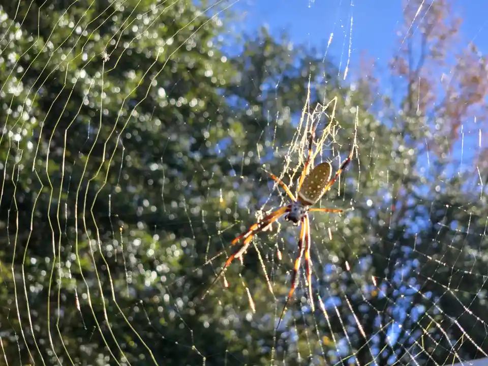 A large, ornate spider with a spotted abdomen and striped legs sits in the center of a dew-covered web, backlit by sunlight…