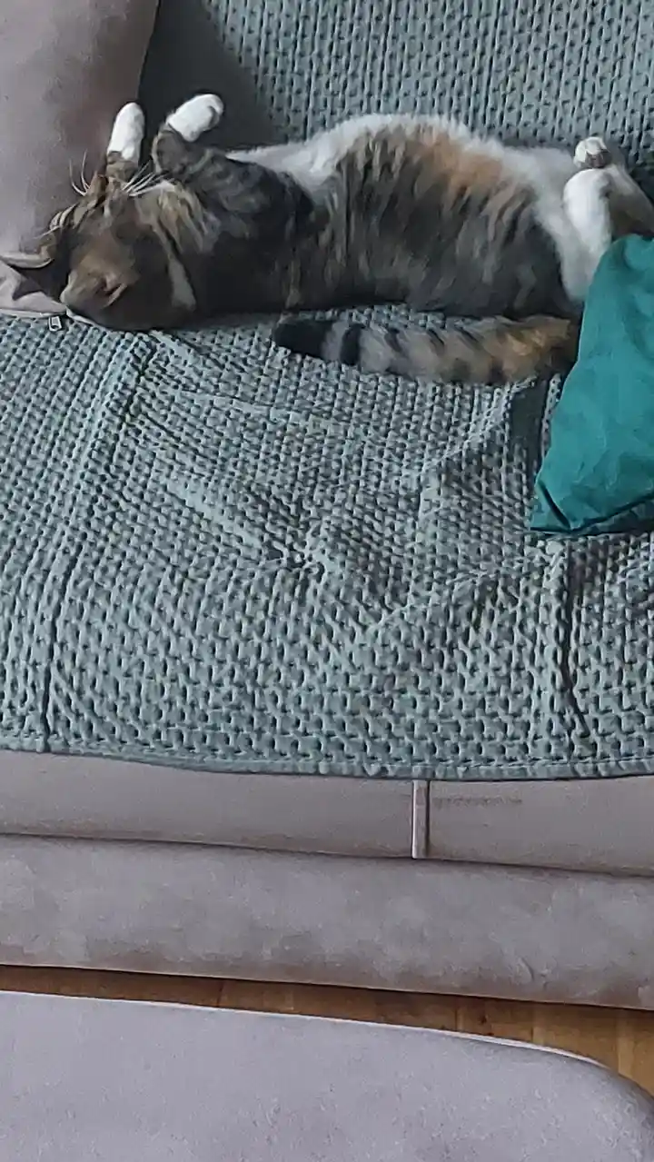 A calico cat with white paws is lying on its back on a textured gray couch, exposing its belly and looking relaxed. A teal…