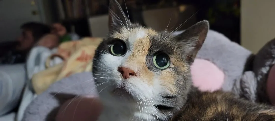 A close-up photo of a calico cat with wide, green eyes looking upward, resting on a grey plush toy with pink ears. In the…