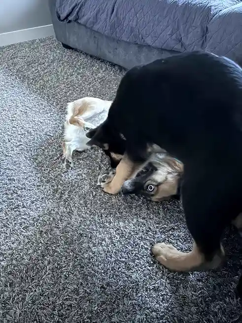 A black and tan German Shepherd dog is playfully pinning a smaller, light-colored dog onto a gray carpeted floor, with the…