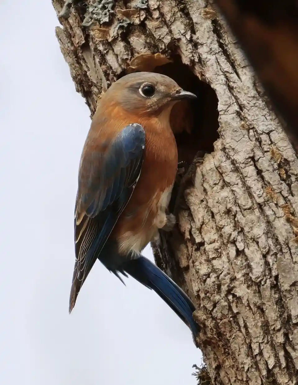 A male eastern bluebird with rusty-orange breast and blue wings perches at the entrance of a tree cavity, looking outward…