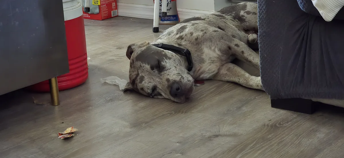 A large, spotted dog with a black collar is sleeping soundly on a light wood floor, nestled between furniture. A red cooler…