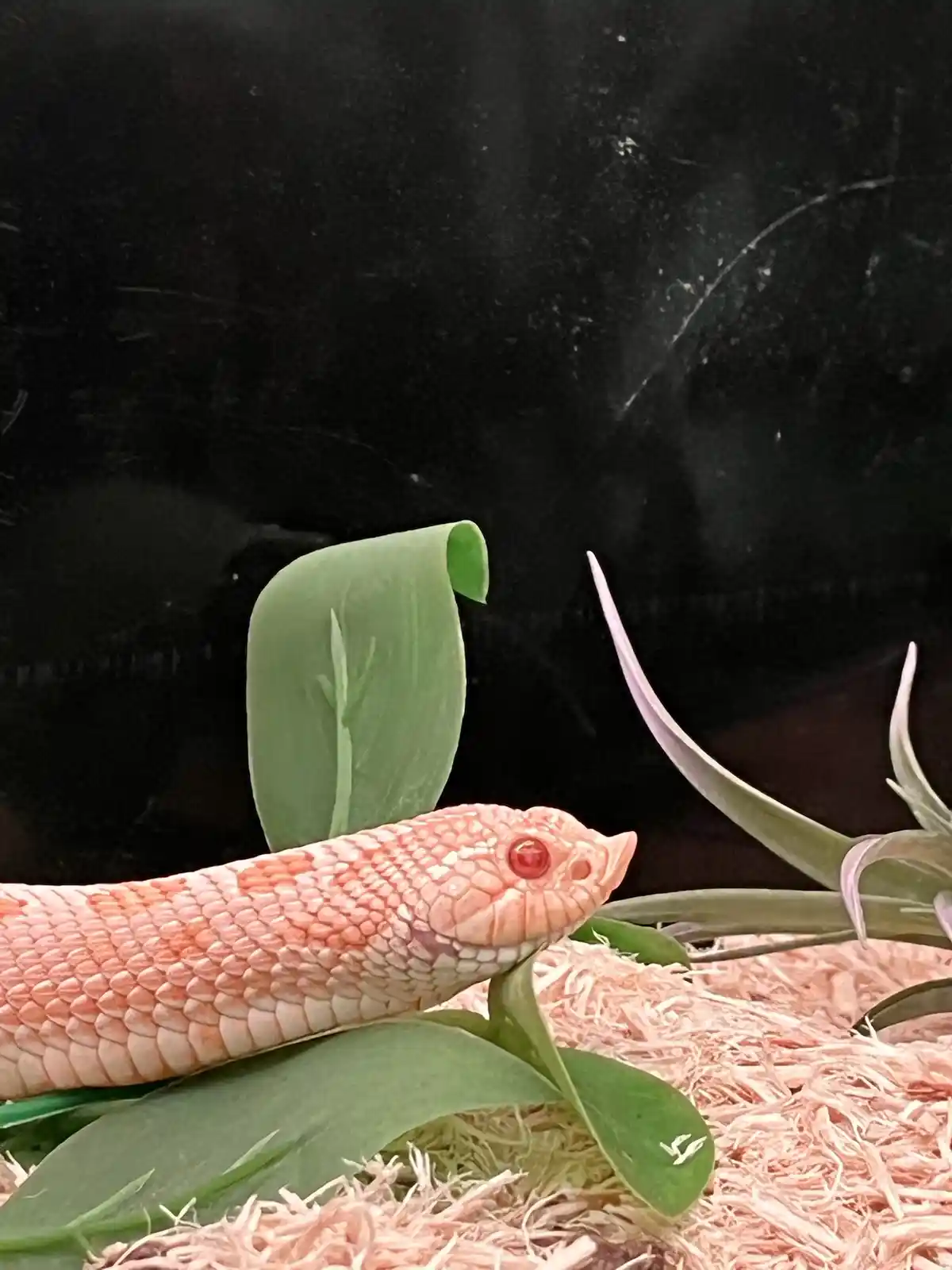 A pale pink snake with red eyes rests among green leaves and wood shavings, looking alert. The overlaid text reads 'i'm not…