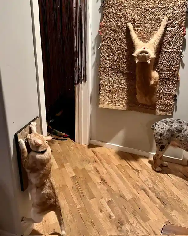 An orange tabby cat stands on its hind legs, stretching upward to scratch a wall-mounted scratcher, while its reflection in…