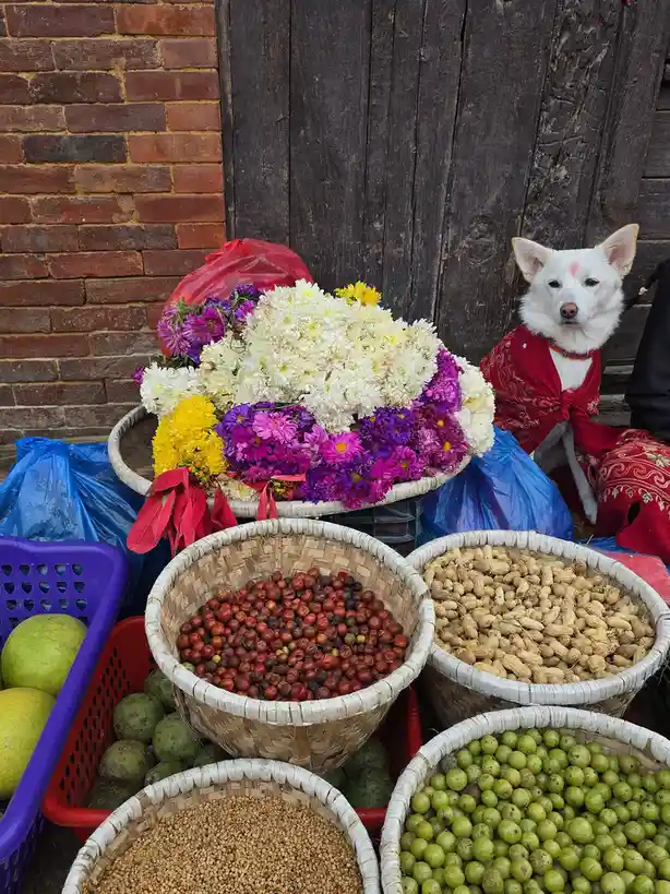 A white dog wearing a red cloth sits beside baskets of colorful flowers, peanuts, and various fruits at what appears to be…