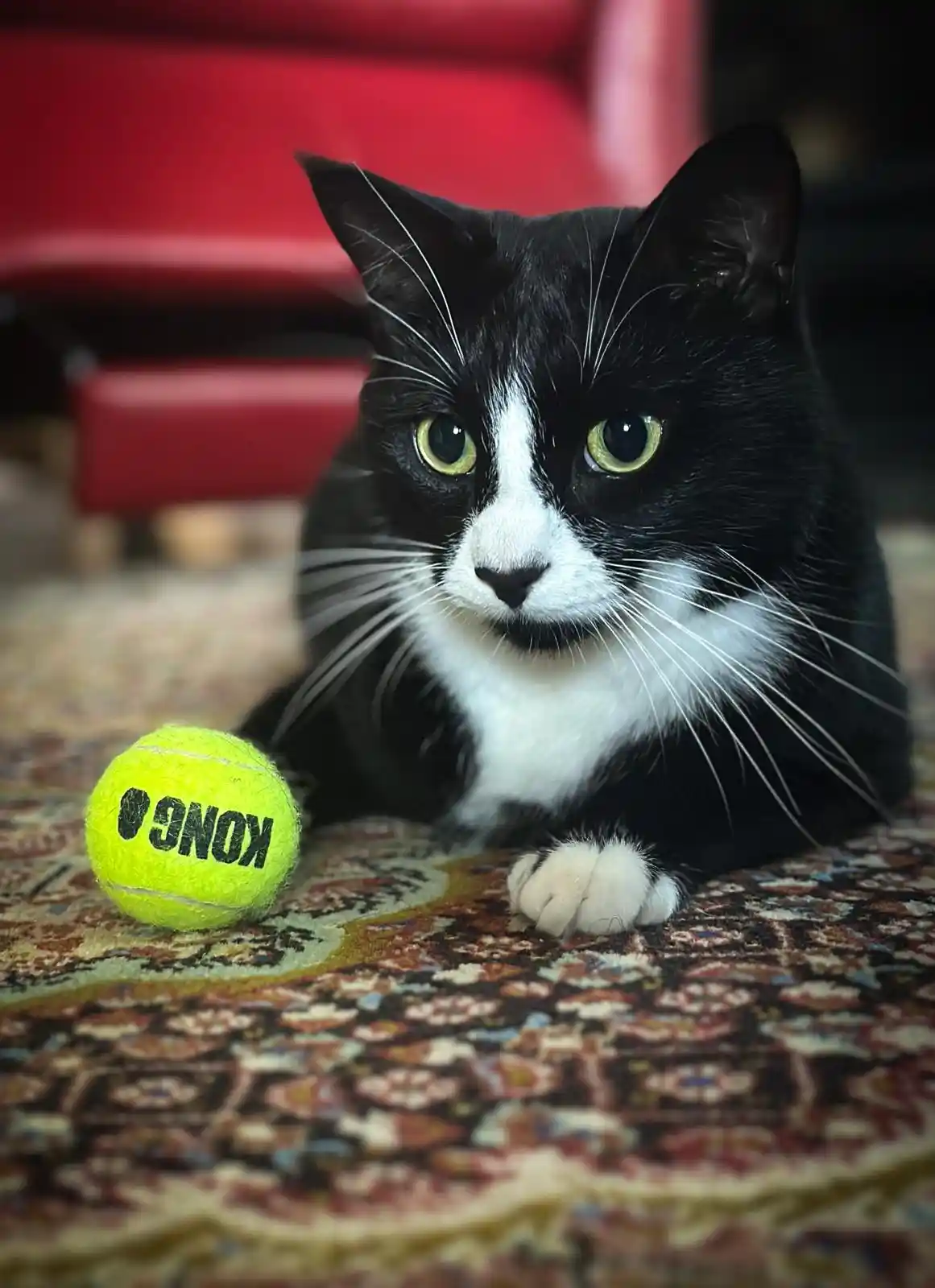 A black and white cat with green eyes lies on a patterned rug, looking directly at the camera with a serious expression…