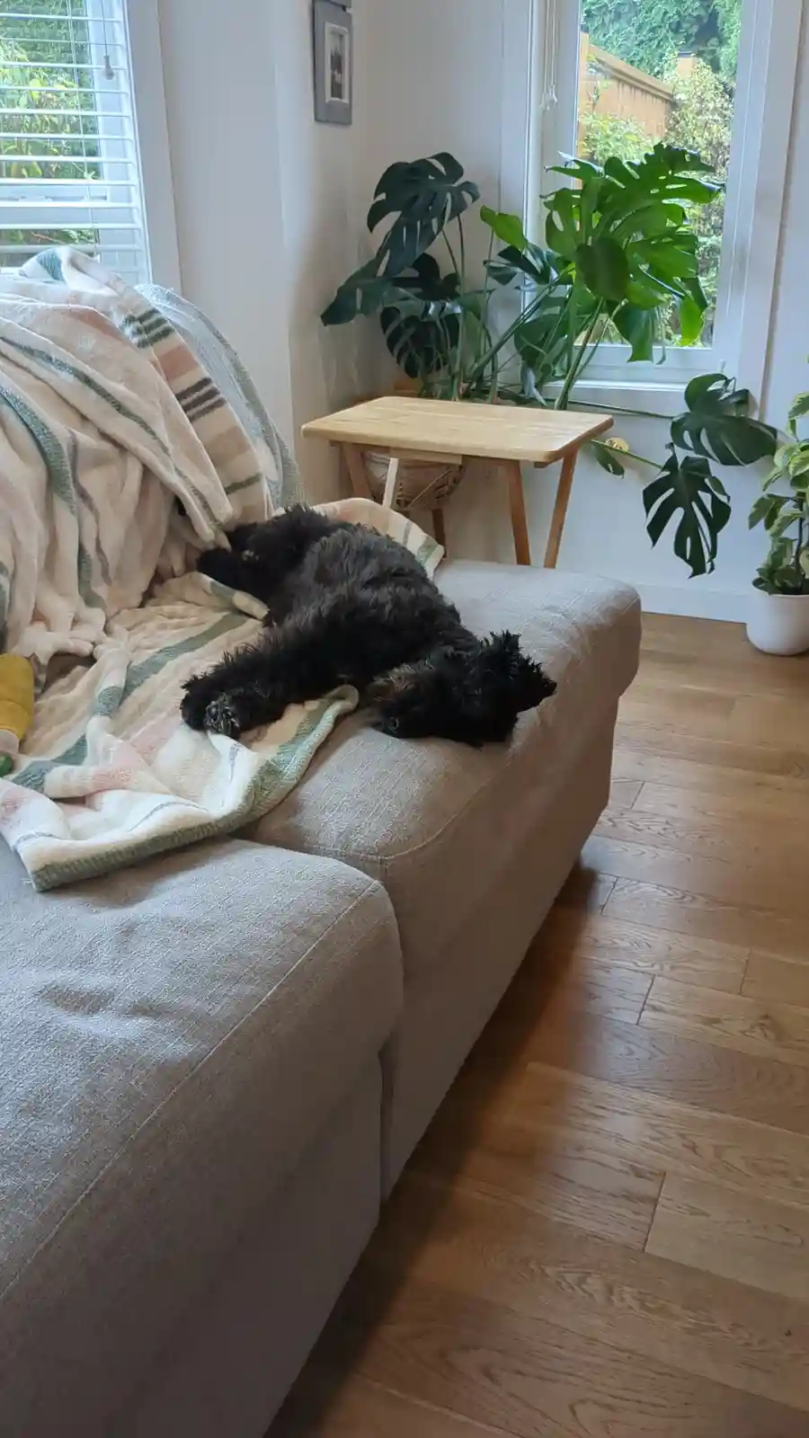 A black, fluffy dog is sprawled out on its back on a beige couch, partially covered by a striped blanket, with its paws up…