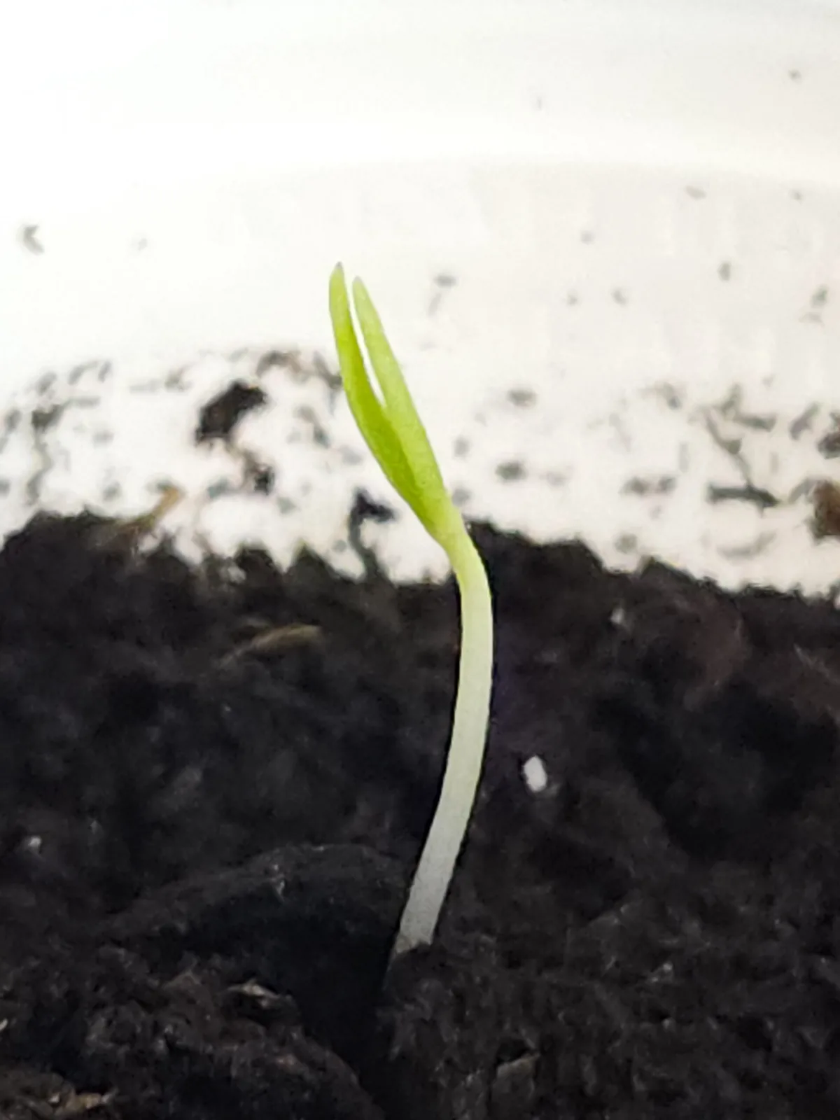 A close-up photo shows a tiny, pale green sprout emerging from dark soil, with a white, speckled surface visible above the…