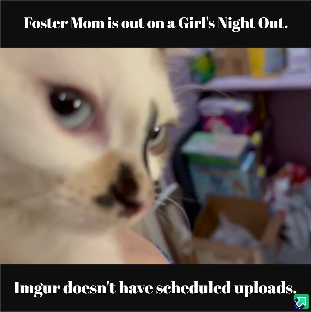 A close-up, slightly blurry photo of a light-colored cat with large, expressive eyes looking directly at the camera…