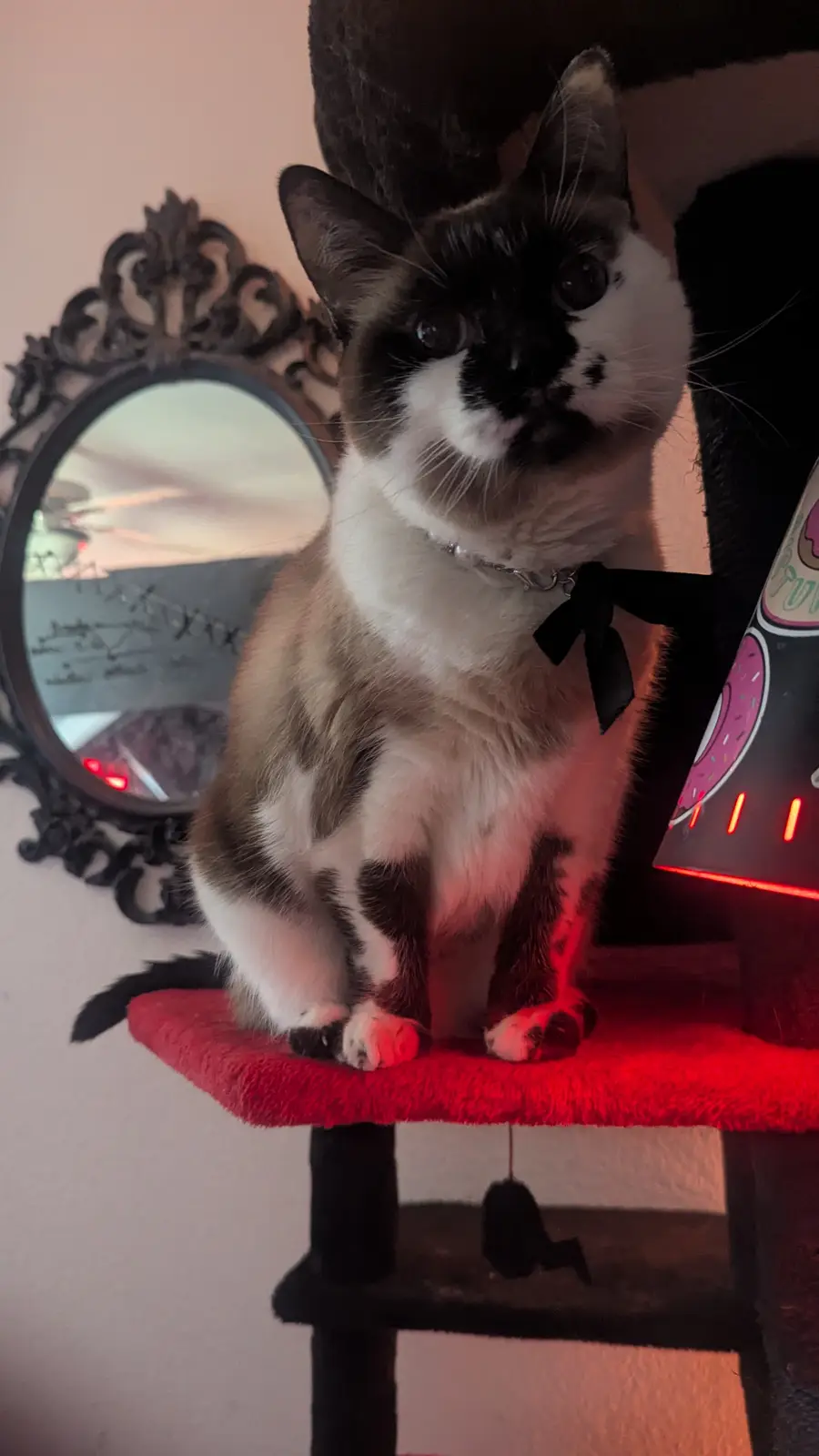 A close-up photo of a fluffy black-and-white cat sitting upright on a red platform of a cat tree, looking directly at the…