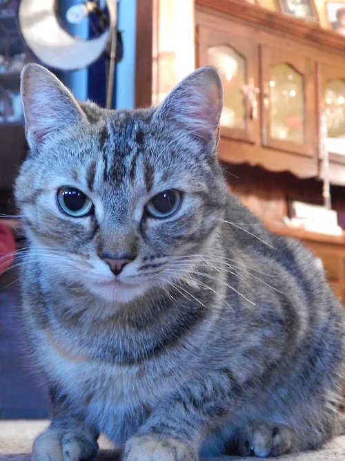 A close-up photo of a gray tabby cat with large, expressive blue eyes staring directly at the camera, sitting indoors with a…