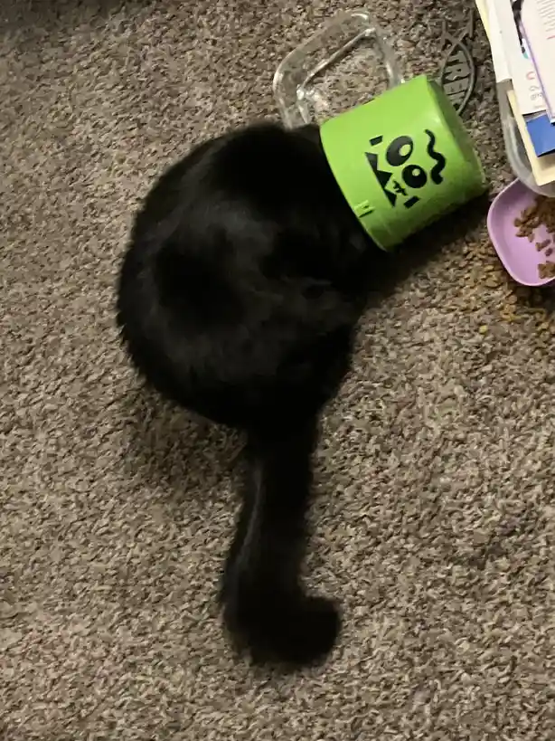 A black cat is lying on its side on a carpet, with a bright green plastic cup stuck over its head. The cup has black text…