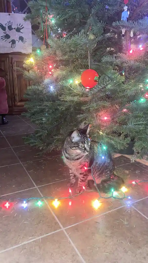 A tabby cat sits calmly on a tiled floor beneath a decorated Christmas tree, surrounded by colorful string lights that drape…