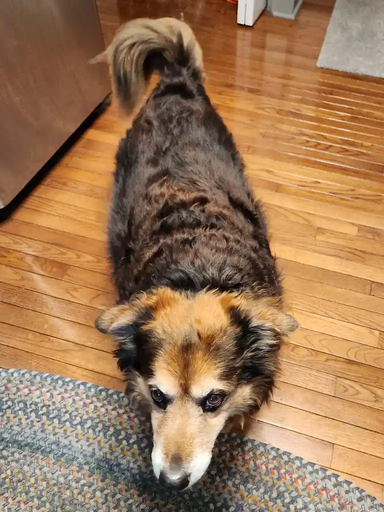 A medium-sized dog with a fluffy brown and tan coat lies on a wooden floor, looking up with sad, pleading eyes. Its head…