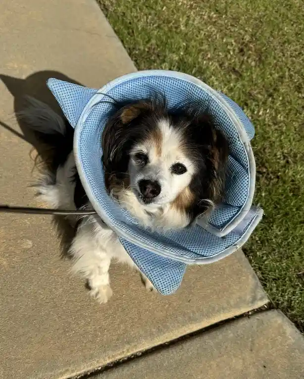 A small, fluffy dog with brown, white, and black fur wears a light blue, mesh Elizabethan collar (cone of shame) outdoors on…