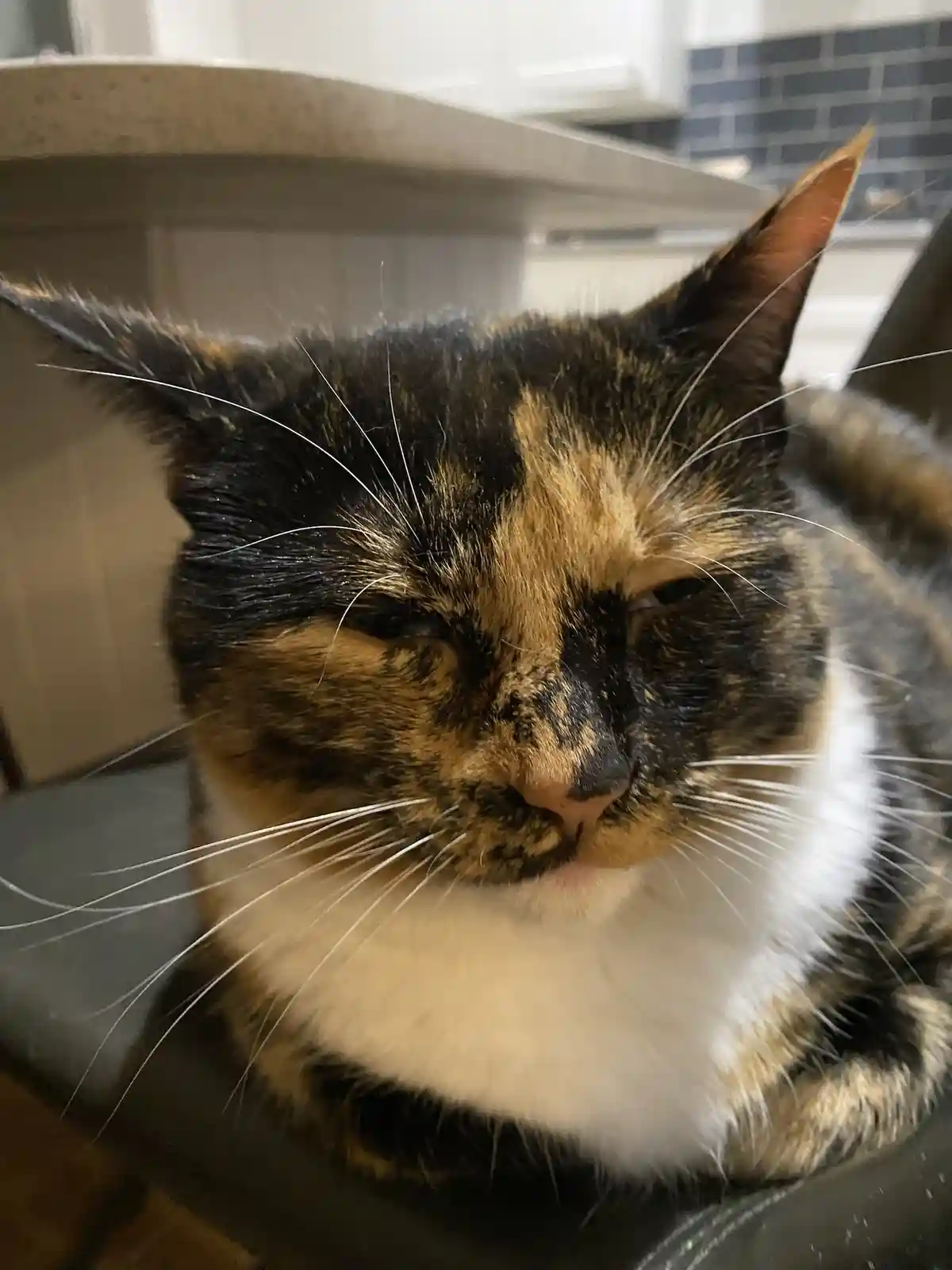 A close-up photo of a calico cat with black, orange, and white fur, looking directly at the camera with half-closed eyes and…