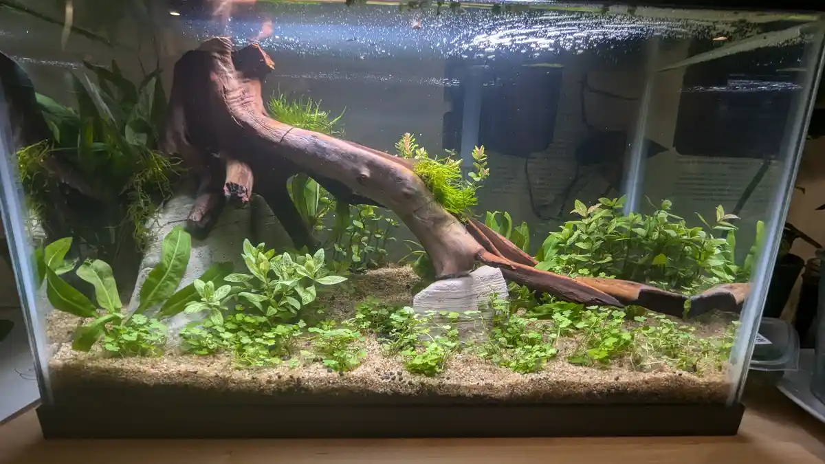 A well-lit aquarium filled with sand, various green aquatic plants, and a large piece of driftwood, with overlaid text…