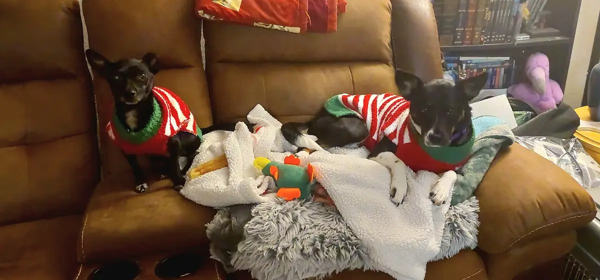 Two small black dogs wearing matching red-and-white striped sweaters with green collars sit on a brown leather couch covered…