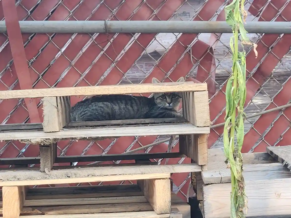 The Joy of Adopting a Feral Kitten: A New Beginning