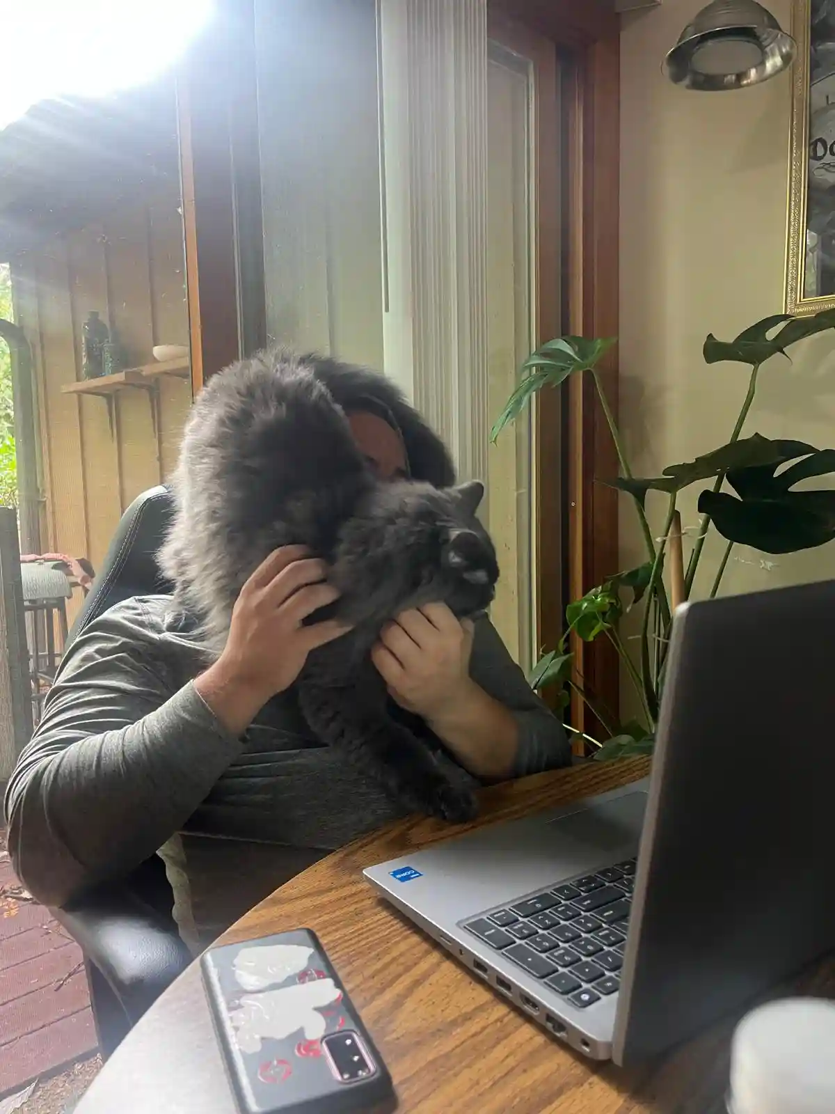 A person is sitting at a wooden desk with a laptop and phone, hugging a large, fluffy gray cat so tightly that the cat's…