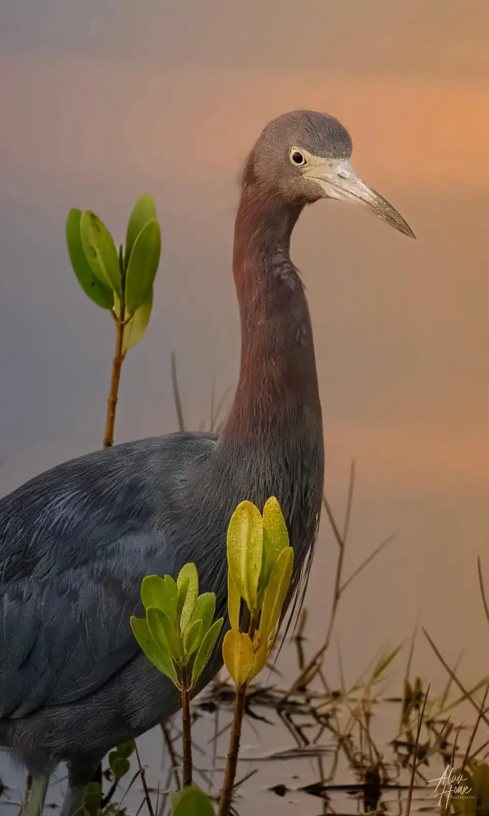 A close-up photograph of a small heron, likely a little blue heron, standing in shallow water among green mangrove sprouts…