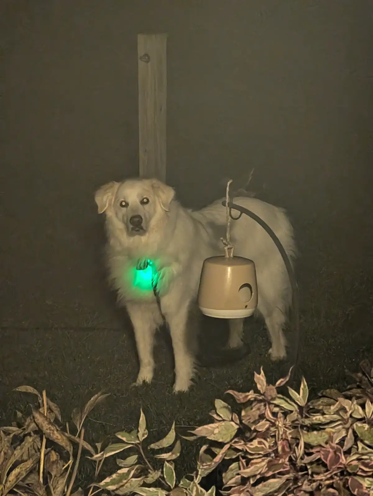 A fluffy white dog stands at night outdoors, wearing a glowing green collar and a large beige bell attached to its side by a…