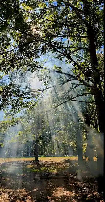 A serene forest scene with sunlight streaming through dense tree branches, illuminating beams of light and wisps of smoke…