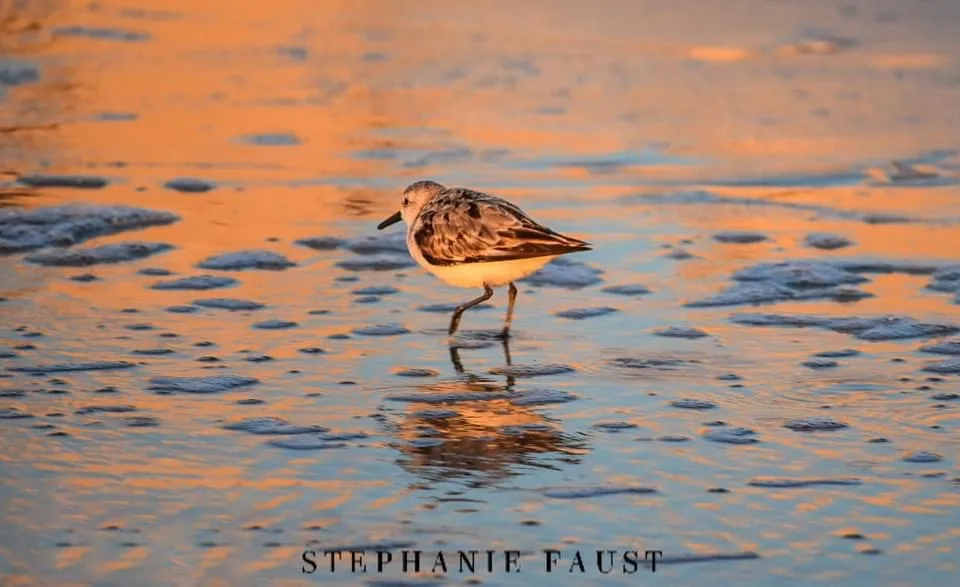 A small shorebird with mottled brown and white feathers stands in shallow, rippling water reflecting warm orange and blue…