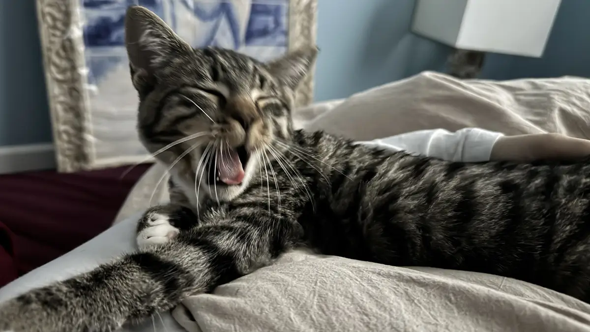 A tabby cat is lying on a bed, yawning widely with its eyes closed and tongue out, while a human arm rests beside it. The…