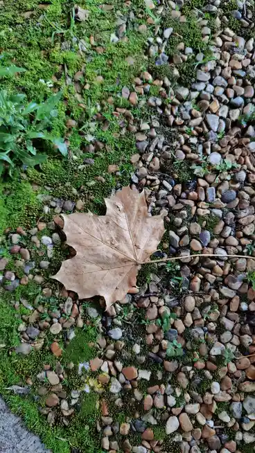 A dry, brown maple leaf lies on a bed of small, rounded pebbles interspersed with patches of green moss and tiny weeds. The…