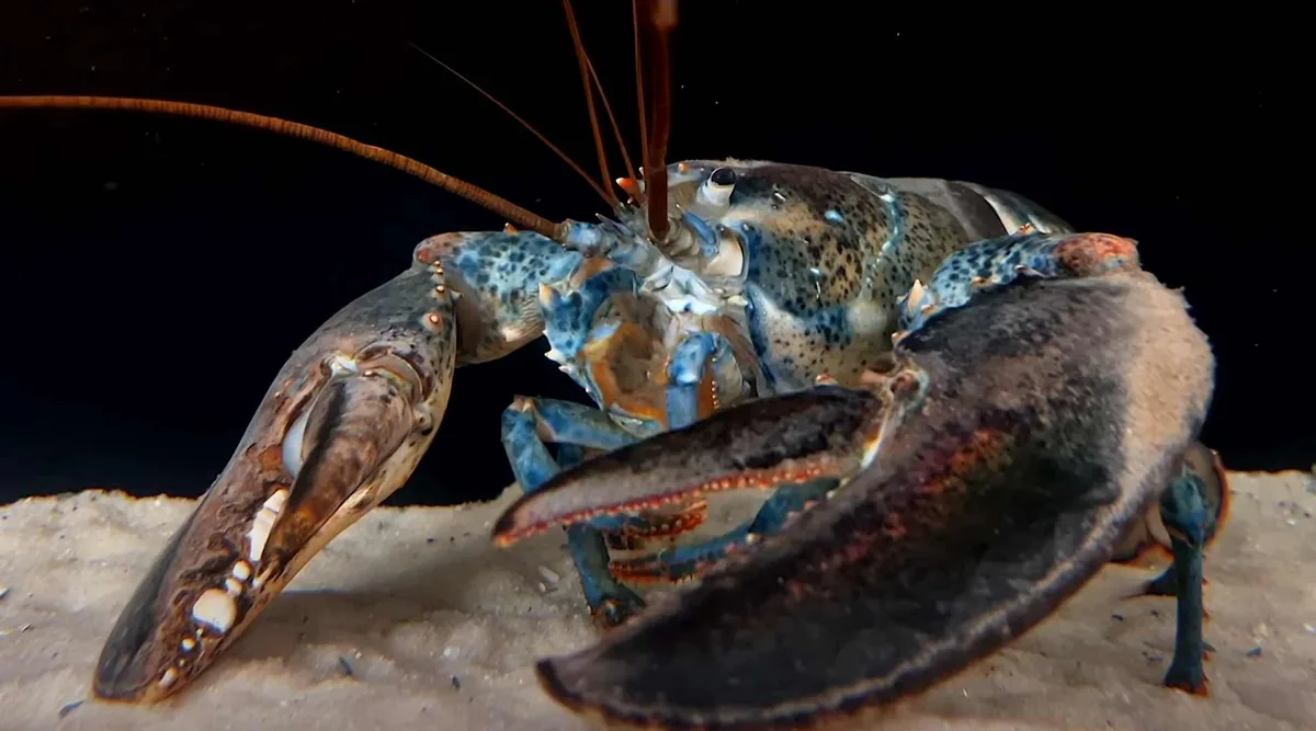 A close-up underwater photo shows a blue-spotted lobster on a sandy seabed, with a dark liquid being poured directly into…
