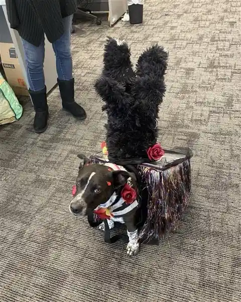 Piglet the Dog: The Acrobat Extraordinaire