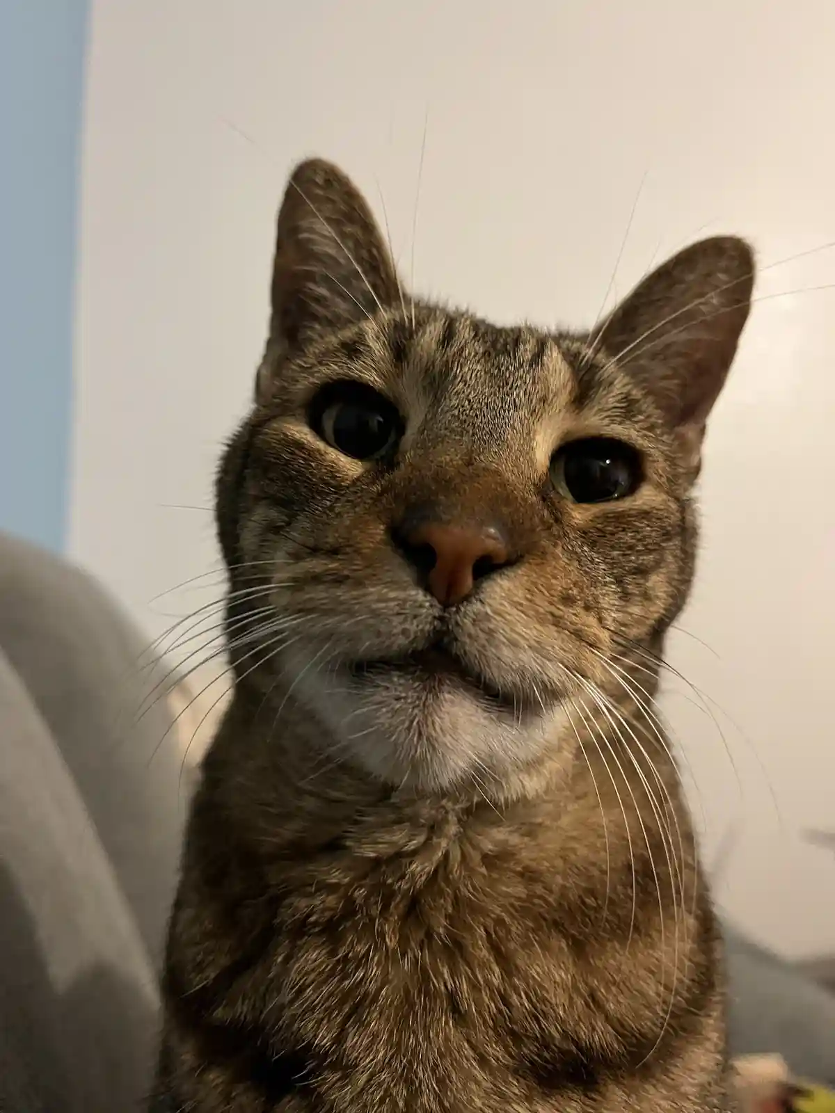A close-up photo of a tabby cat with wide, unblinking eyes staring directly at the camera, its fur patterned with brown and…